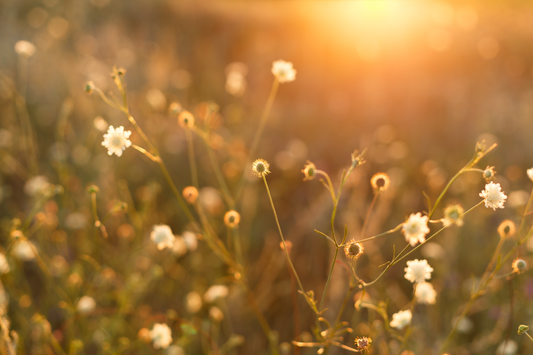 Isle of Rose Candle Co. - Candle Golden Hour
