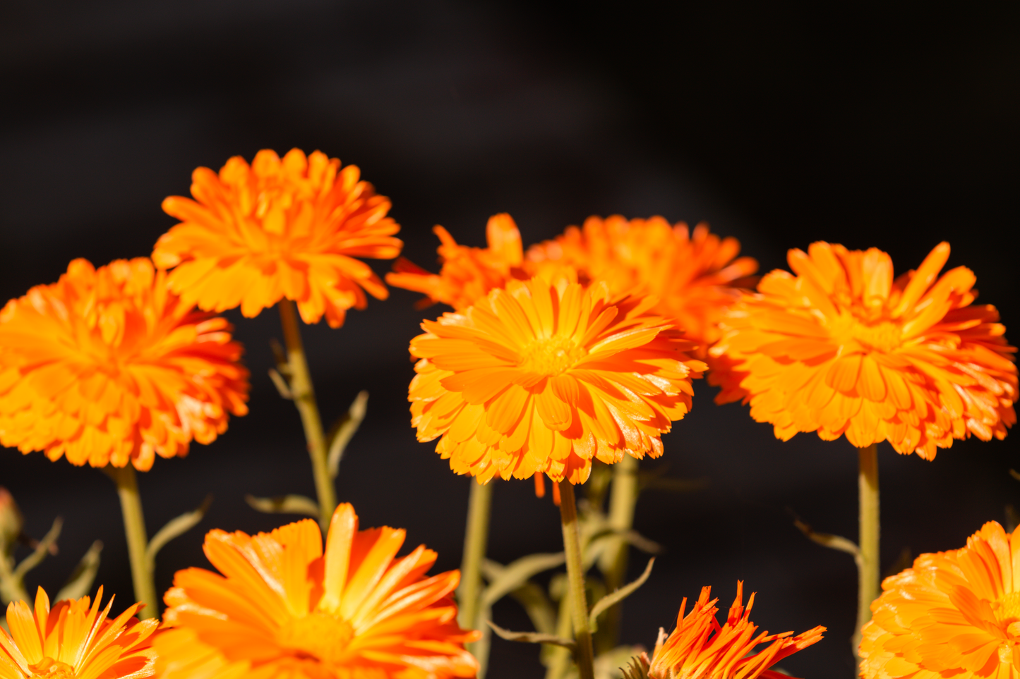East Coast Glow - Wild Calendula + Orange | Iceberg Infused Soap