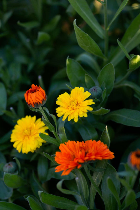 East Coast Glow - Wild Calendula + Orange Sea Salt Soak Pouch